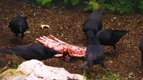 Ravens Äter Frenetiskt Sista Kött Från Vissa Ben — Stockvideo