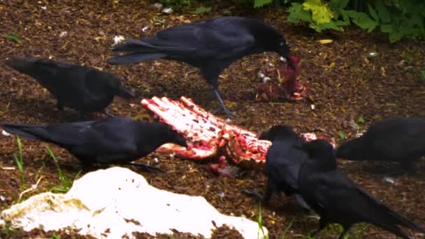 Κοράκια Τρώνε Ξέφρενα Τελευταίο Κρέας Από Μερικά Κόκαλα — Αρχείο Βίντεο