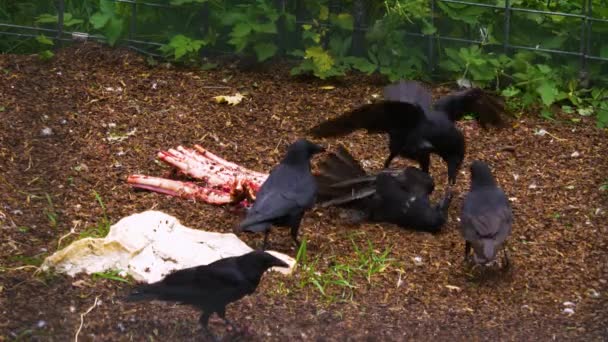 Ravens Eating Frantically Last Meat Some Bones — Stock Video