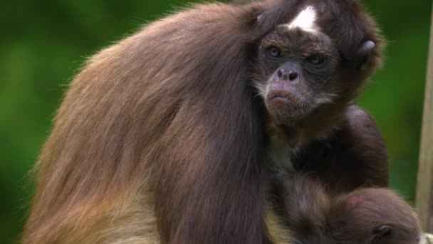 Macaco Aranha Bebé Colo Mãe Olha Para Esquerda Braços Mãe — Vídeo de Stock