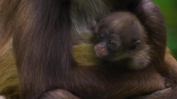 Macaco Aranha Bebé Colo Mãe Olha Para Esquerda Braços Mãe — Vídeo de Stock