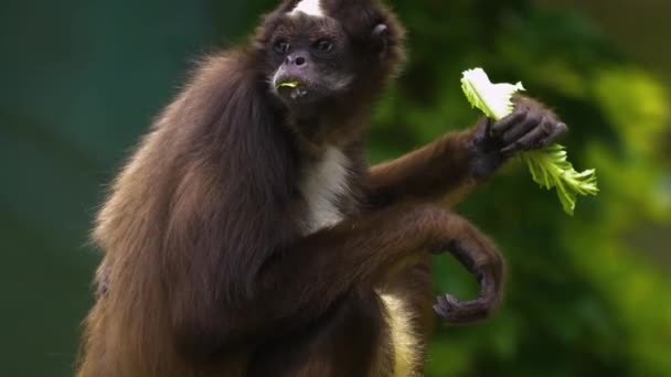 Macaco Aranha Senta Frente Para Direita Comendo Uma Folha Vira — Vídeo de Stock