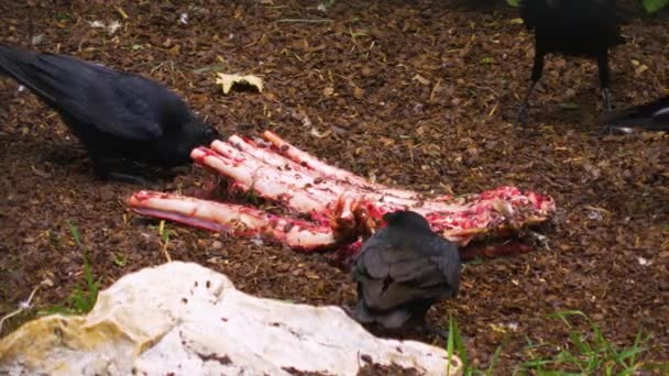 Sępy Jedzące Gorączkowo Ostatnie Mięso Niektórych Kości — Wideo stockowe