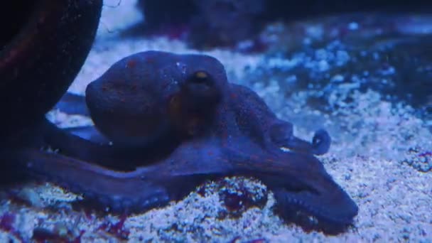 Ein Oktopus Bewegt Sich Auf Dem Boden Einen Hohlen Behälter — Stockvideo