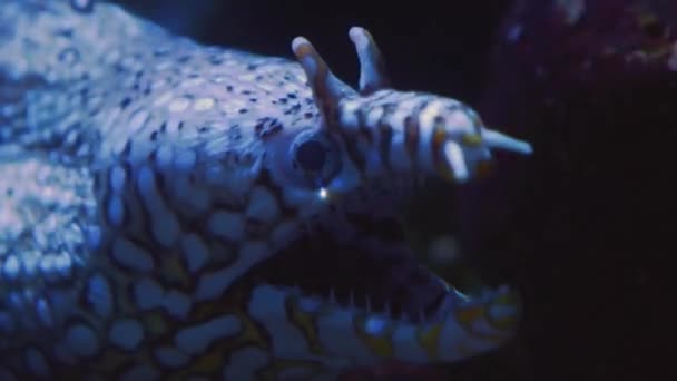 Kameraya Bakan Yılan Balığının Ağzını Açar Kapatır — Stok video