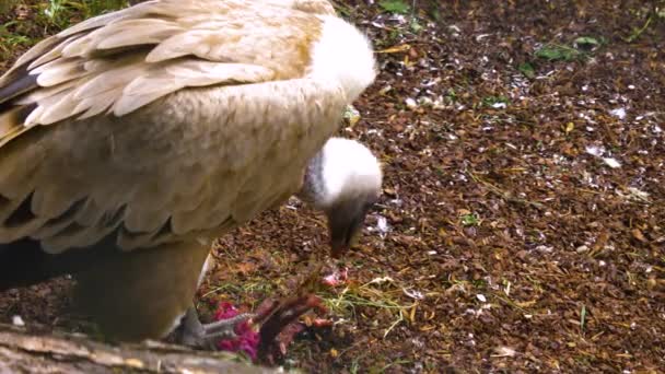 Vultures Eating Frantically Last Meat Some Bones — Stock Video