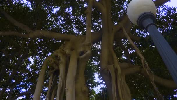 アリカンテのモートンイチジクの木 — ストック動画