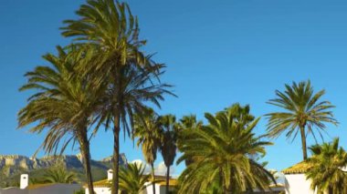 Güneşli bir günde rüzgarda savrulan avuç içi.