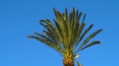 Güneşli bir günde rüzgarda savrulan avuç içi.