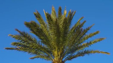 Güneşli bir günde rüzgarda savrulan avuç içi.