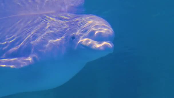 Beluga Wieloryb Głowa Podwodny — Wideo stockowe