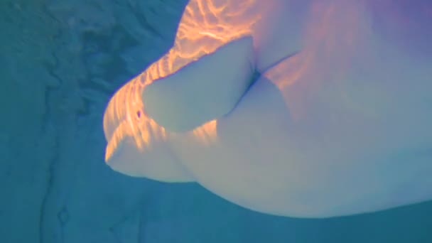 Beluga Walkopf Unter Wasser — Stockvideo