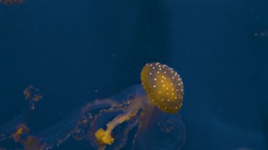 Denizanası mavi bir arka planda yüzüyor ve yüzüyor..