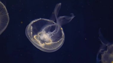 Denizanası mavi bir arka planda yüzüyor ve yüzüyor..