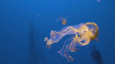 Denizanası mavi bir arka planda yüzüyor ve yüzüyor..