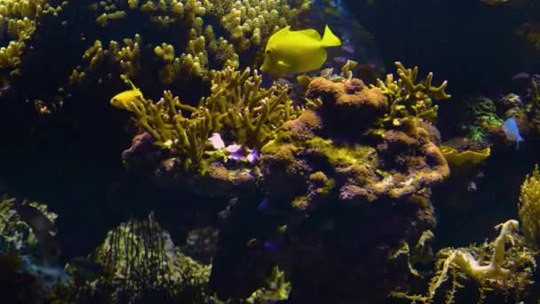 Mercan Etrafında Yüzen Tropik Balıklar — Stok video