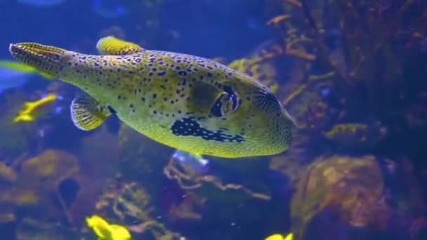 Pesce Palla Giallo Che Nuota Lungo — Video Stock