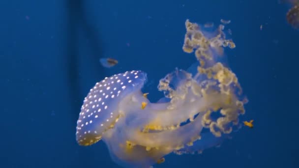 Medusas Nadando Flotando Delante Fondo Azul — Vídeos de Stock