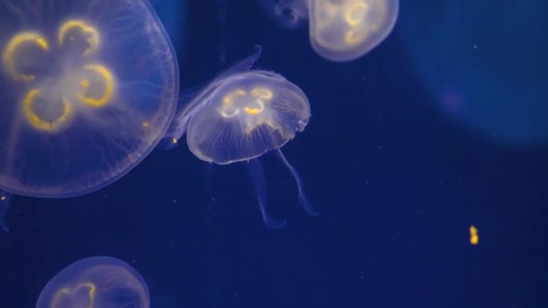 Medusas Nadando Flotando Delante Fondo Azul — Vídeos de Stock