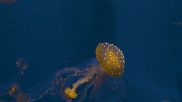 Medúzy Plavání Vznášející Před Modrým Pozadím — Stock video