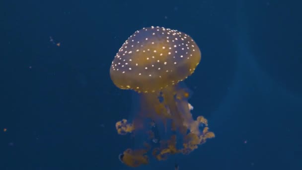 Jellyfish Pływanie Pływanie Wokół Przed Niebieskim Tle — Wideo stockowe