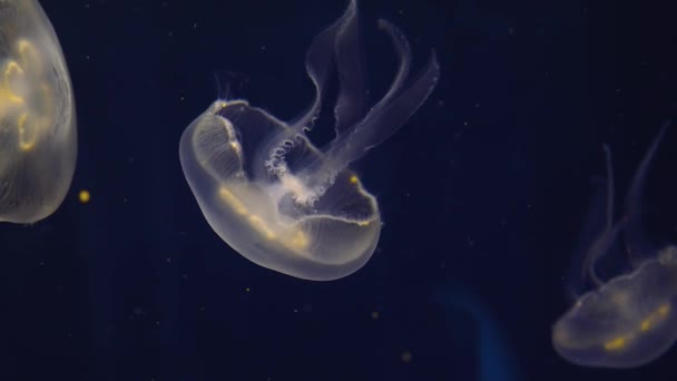 Medusas Nadando Flutuando Frente Fundo Azul — Vídeo de Stock