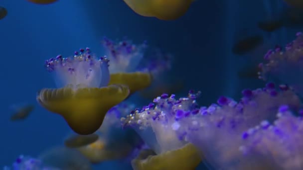 Medusas Nadando Flotando Delante Fondo Azul — Vídeo de stock