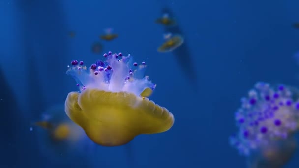 Medusas Nadando Flotando Delante Fondo Azul — Vídeos de Stock