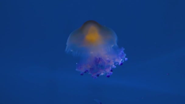 Jellyfish Swimming Floating Front Blue Background — Stock Video