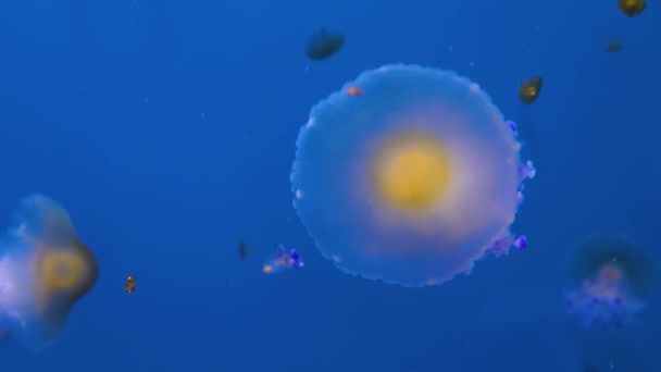 Medusas Nadando Flotando Delante Fondo Azul — Vídeos de Stock