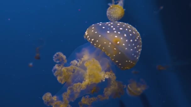 Medusas Nadando Flotando Delante Fondo Azul — Vídeo de stock