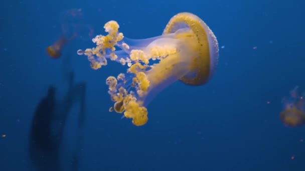 Denizanası Mavi Bir Arka Planda Yüzüyor Yüzüyor — Stok video