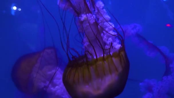 Medusas Nadando Flotando Delante Fondo Azul — Vídeos de Stock