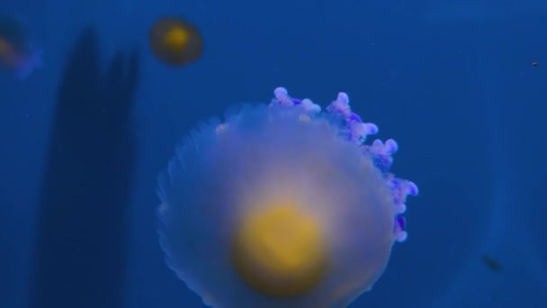 Medusas Nadando Flotando Delante Fondo Azul — Vídeos de Stock