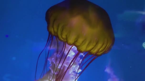 Jellyfish Swimming Floating Front Blue Background — Stock Video
