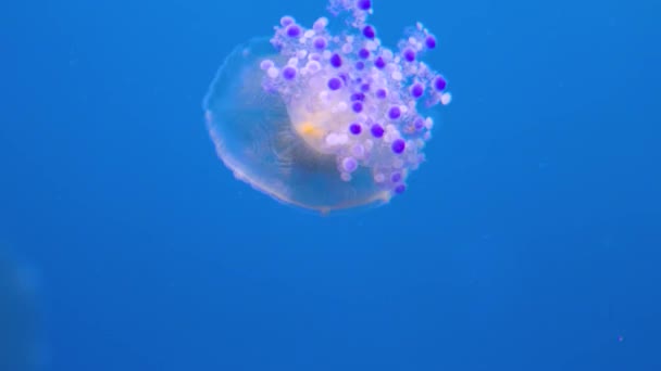 Jellyfish Pływanie Pływanie Wokół Przed Niebieskim Tle — Wideo stockowe