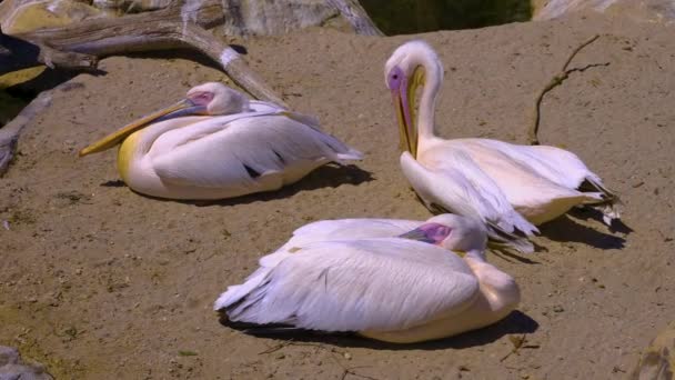 Tres Pelícanos Descansando Tierra Arenosa Dos Tienen Cabeza Metida Uno — Vídeos de Stock