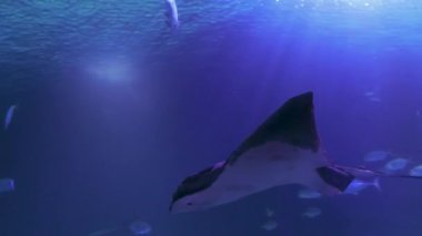 Stingray 'in sualtını kapatın.