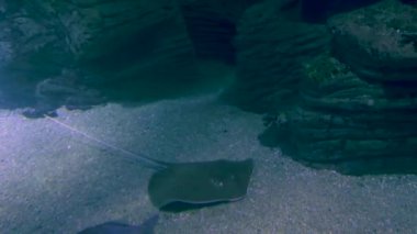 Stingray 'in sualtını kapatın.