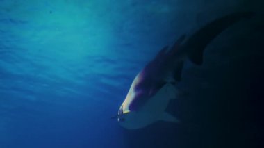 Köpekbalığı yavaşça yüzüyor.