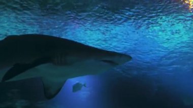 Köpekbalığı yavaşça yüzüyor.