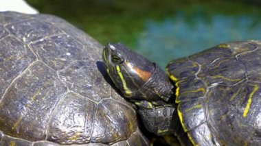 Water turtle head resting on the shell of another turtle, close up. It pulls its head in and then stretches it out again.