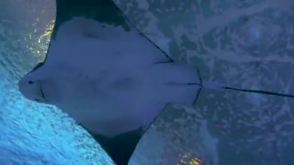 Close Stingray Subaquático — Vídeo de Stock