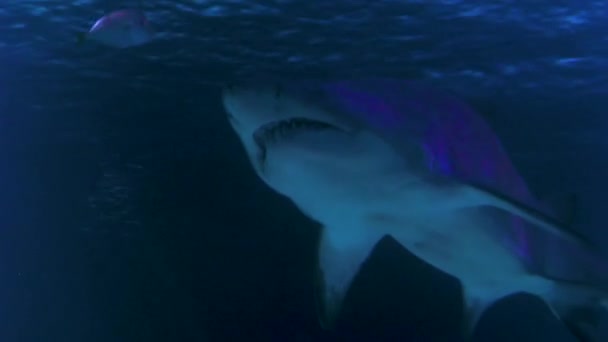 Close Tubarão Nadando Lentamente — Vídeo de Stock