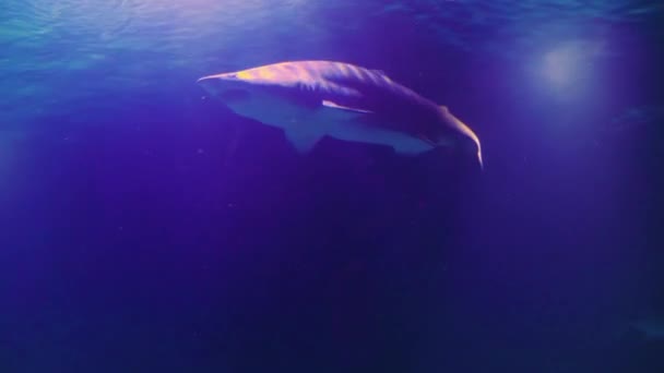 Close Shark Swimming Slowly — Stock Video