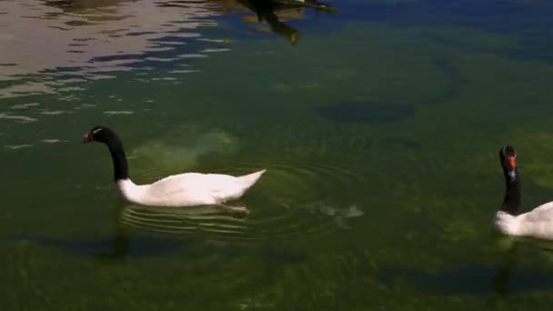 Two Swans Swimming One Pups Water Other Swims Quickly Away — Stockvideo