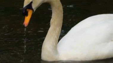 Kuğu, karanlık nehir suyunda yavaşça yüzüyor ve kafasını suyun altına sokuyor.