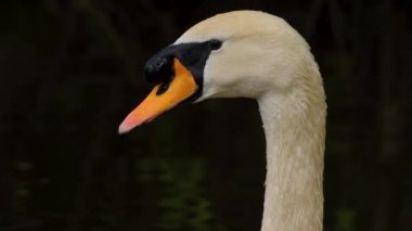Kuğu, karanlık nehir suyunda yavaşça yüzüyor ve kafasını suyun altına sokuyor.