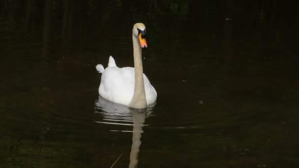 白鳥はゆっくりと暗い川の水に浮かんで 水中で彼の頭を固執する — ストック動画