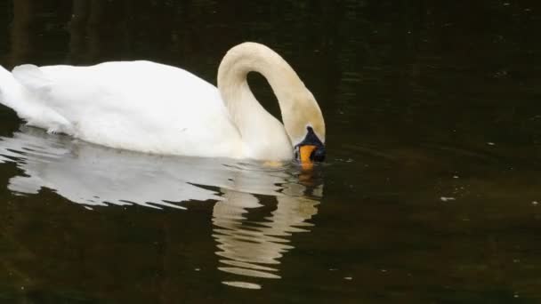 Cigno Che Galleggia Lentamente Sull Acqua Scura Del Fiume Infilando — Video Stock